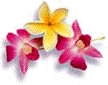 Plumeria